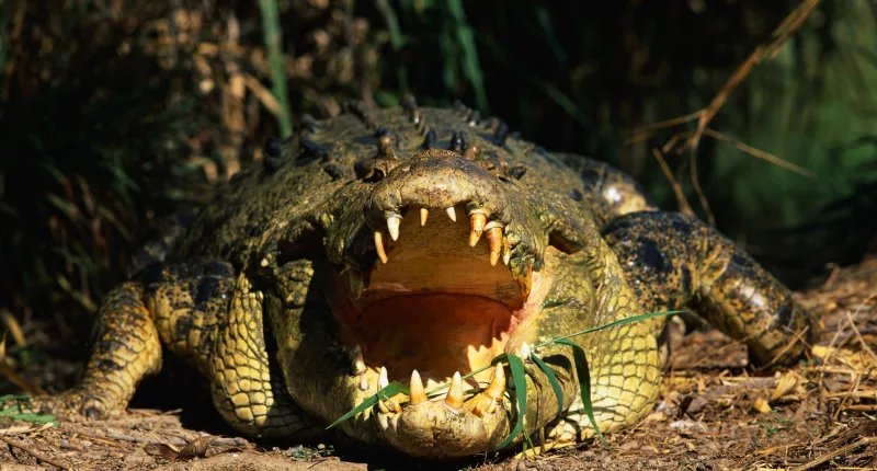 The ferocious predators have nearly 70 teeth