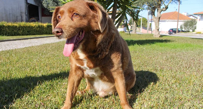 World's oldest dog Bobi dies at 31