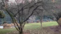 You might just have a high IQ and 20/20 vision if you can spot the two cats in the trees in less than six seconds