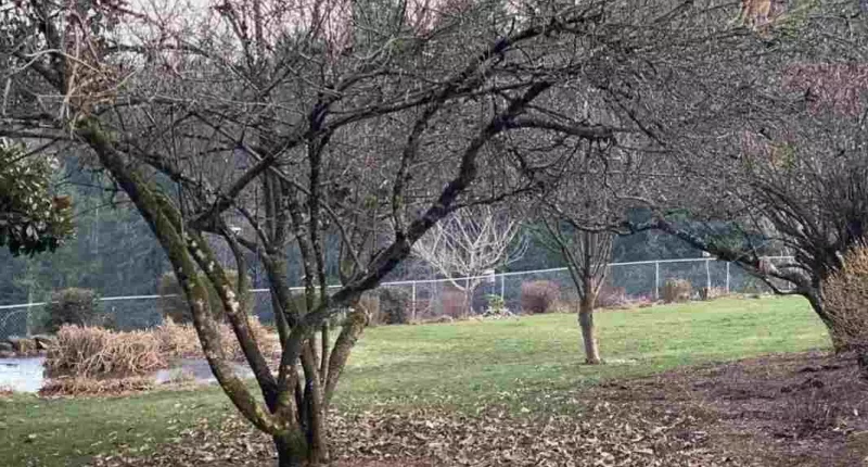 You might just have a high IQ and 20/20 vision if you can spot the two cats in the trees in less than six seconds
