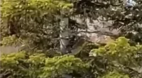 Hiding in plain sight is a mountain lion up a tree
