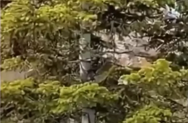 Hiding in plain sight is a mountain lion up a tree