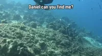 Most people will not see the flounder camouflaged against the coral