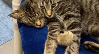 A 'two-headed cat' living at a Michigan animal shelter (pictured) has been striking up conversation since a shelter posted its picture on Facebook