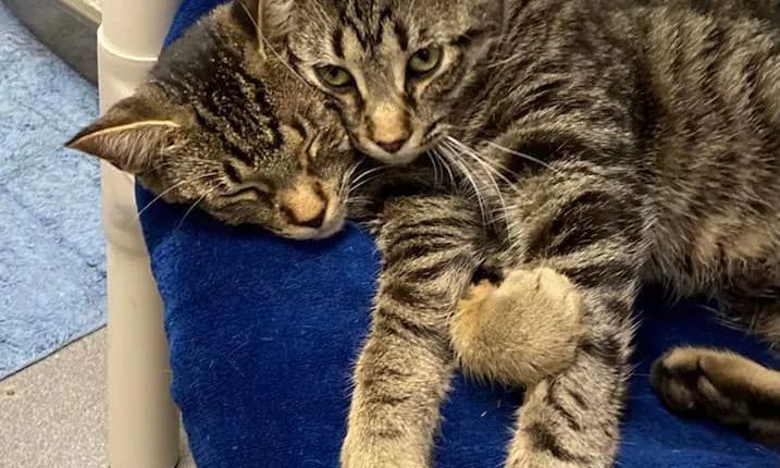 A 'two-headed cat' living at a Michigan animal shelter (pictured) has been striking up conversation since a shelter posted its picture on Facebook