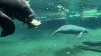 Zoo Tampa caring for 3 orphaned manatees in effort to save species