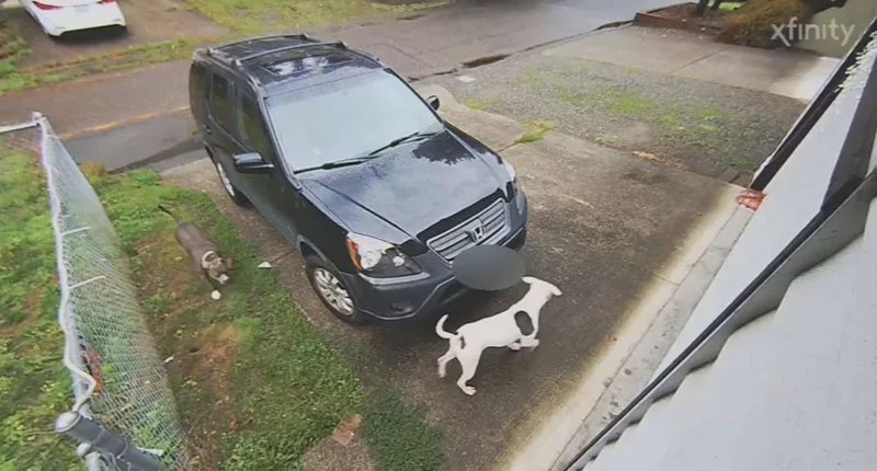 Two Pitbulls killed two neighborhood pets and maimed a third after escaping from their home