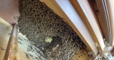 ‘Oh, honey!’ 8,000 bees make abandoned cabinet their home outside of Florida sheriff’s office