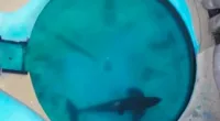 A viral video of an orca living alone in a small pond has sparked outrage online