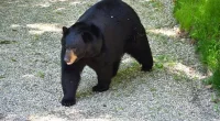 'Suspected bear encounter' happened after woman's death: Police