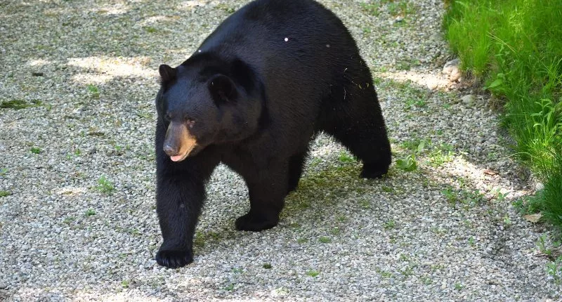 'Suspected bear encounter' happened after woman's death: Police