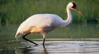 4 new whooping cranes added to experimental Louisiana flock