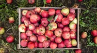 5 Apple Storage Tricks That Will Keep Your Honeycrisps ‘Crisp’ All Season Long, From a Food Scientist
