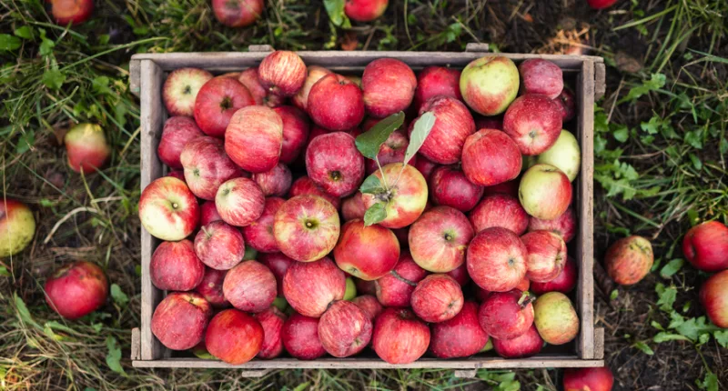 5 Apple Storage Tricks That Will Keep Your Honeycrisps ‘Crisp’ All Season Long, From a Food Scientist