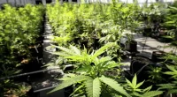 After Ohio's legalization vote, here's where marijuana is — and isn't — legal