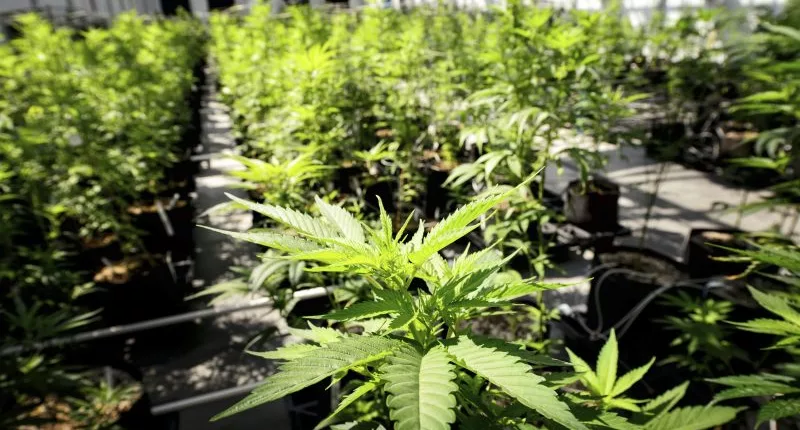 After Ohio's legalization vote, here's where marijuana is — and isn't — legal