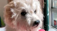 An Oregon couple got their late 13-year-old Maltiopoo stuffed