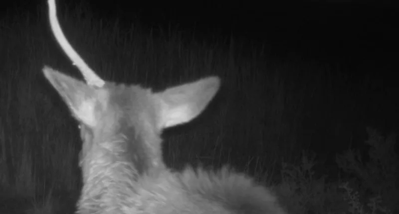 Arizona national park catches 'unicorn' on game camera