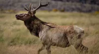 Arizona woman dies after elk tramples her in backyard; first fatal attack reported in state