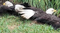 Bald eagles get stuck together while fighting over food scrap in Texas family's yard