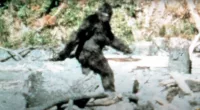 A Bigfoot hunter came across a large muddy footprint in the woods that he speculates could be from the creature
