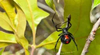 Black widow spider bite sends Colorado man to ICU