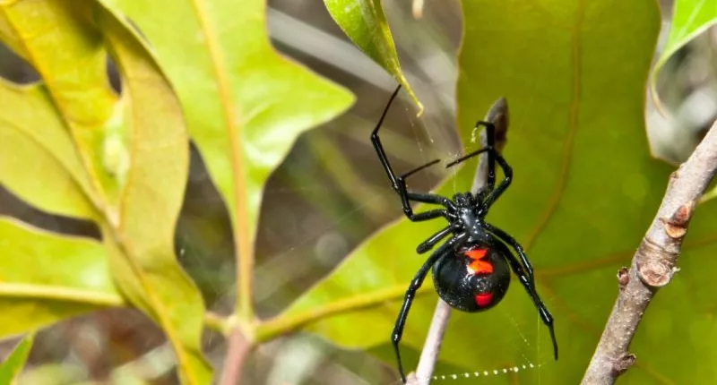Black widow spider bite sends Colorado man to ICU