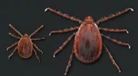 Bloodthirsty tick infestation spreading in Ohio: Study
