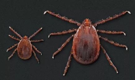 Bloodthirsty tick infestation spreading in Ohio: Study