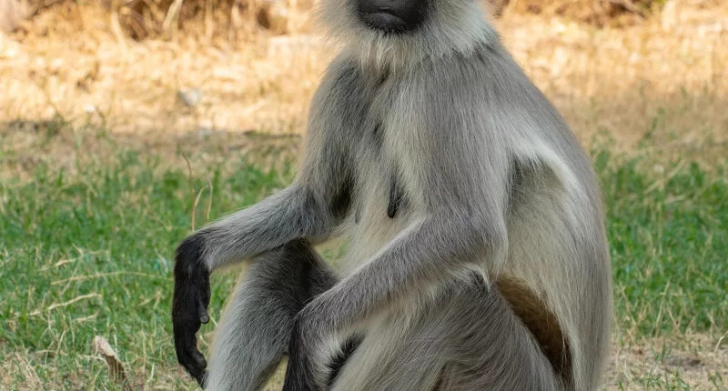 A monkey attacked a 10-year-old boy before ripping out his intestines and leaving him for dead