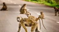 Boy, 10, killed by violent gang of monkeys that continues to terrorize small village