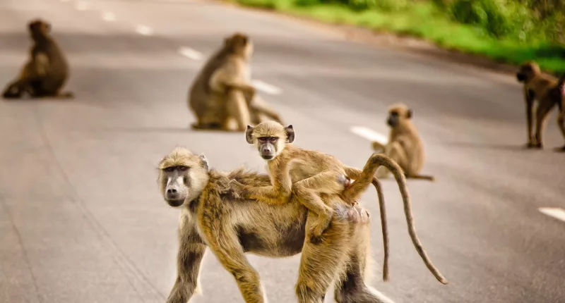Boy, 10, killed by violent gang of monkeys that continues to terrorize small village