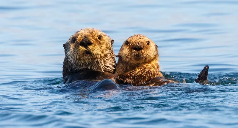 California swimmer says ‘aggressive’ otters bit him a dozen times: 'They wanted to kill me’