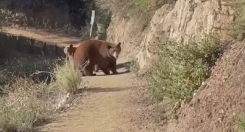 California woman roars at approaching bear, cubs on Sierra Madre hiking trail: video