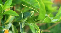Can you spot the insect hidden in this image?