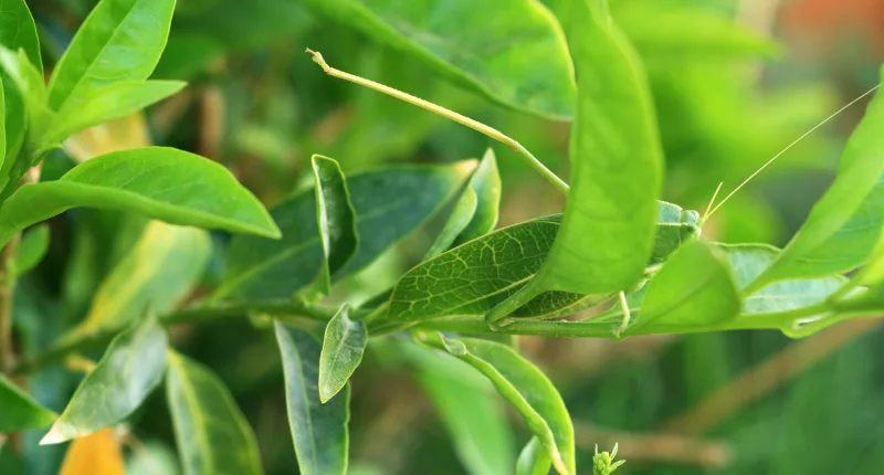 Can you spot the insect hidden in this image?