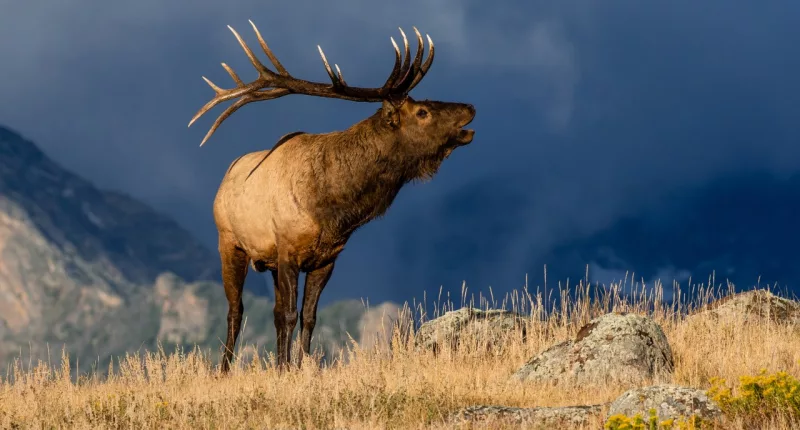 Coloradans warned to watch for wildlife as time changes