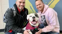 Dog called Elvis finds home with man who worked as Elvis IMPERSONATOR