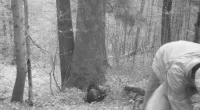 The bear can be seen emerging from its den