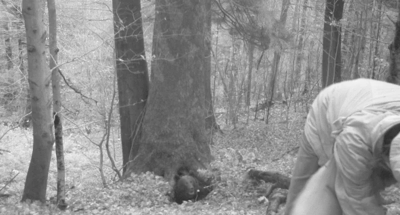 The bear can be seen emerging from its den
