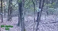 Viewers are shocked to see this chilling video of a possible UFO floating in the forest