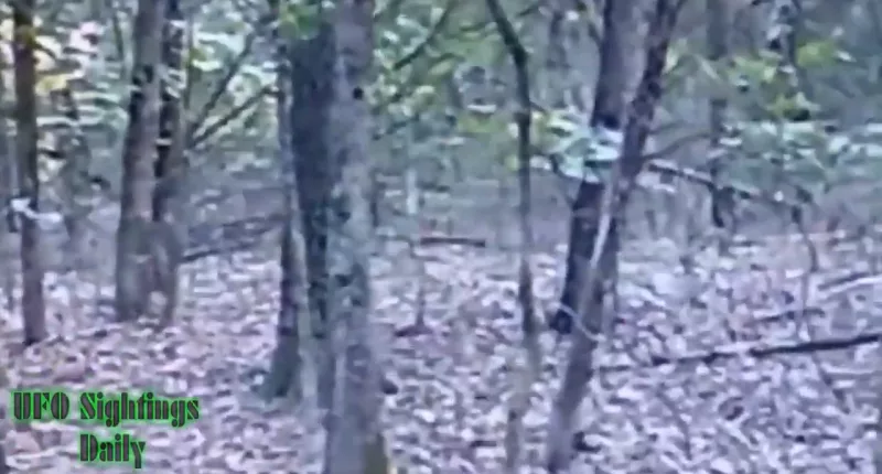 Viewers are shocked to see this chilling video of a possible UFO floating in the forest
