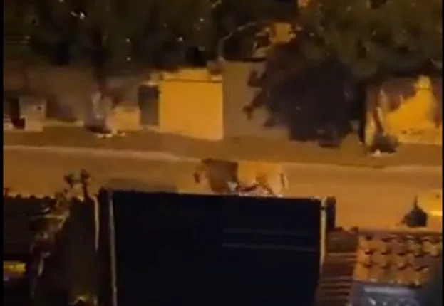 An Italian town outside of Rome has been put on lockdown after a lion escaped from a local circus