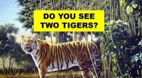Try to spot a second tiger in this image to test your visual prowess