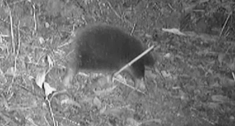 Expedition leads to first sighting of endangered species in decades