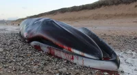 Experts warn whale carcass is about to explode on beach in Cornwall