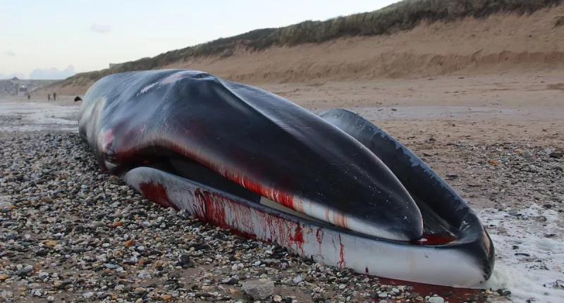 Experts warn whale carcass is about to explode on beach in Cornwall