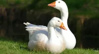 Face ID technology used on geese has troubling parallel to communist China: expert