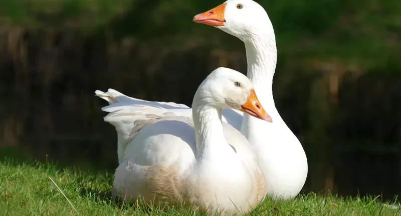 Face ID technology used on geese has troubling parallel to communist China: expert