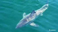 Great white sharks head to Florida including a '10ft, 460-pound beast